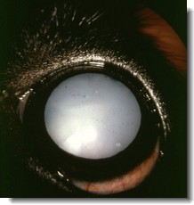 A Dog's Cataract