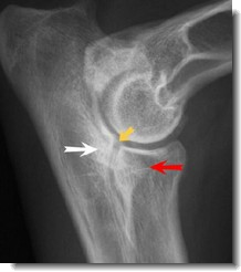 Elbow Dysplasia In Dogs.