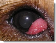 cherry eye in dogs