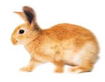 european wild rabbit