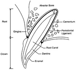 gum diseases in cat & cat tooth anatomy